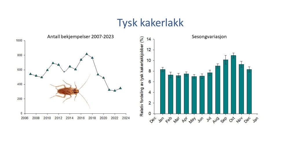Graf for utvikling av tysk kakkerlakk