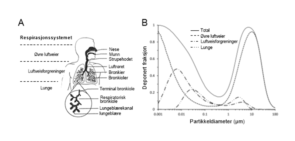 Figur 3. Deponering av partikler i luftveiene. (A) Oversikt over hovedstrukturene i respirasjonssystemet. (B) Predikert deponering av partikler av Firgur 3. ulike størrelse i de forskjellige regionene i respirasjonssystemet. Tilpasset fra EPA (2009) [3].