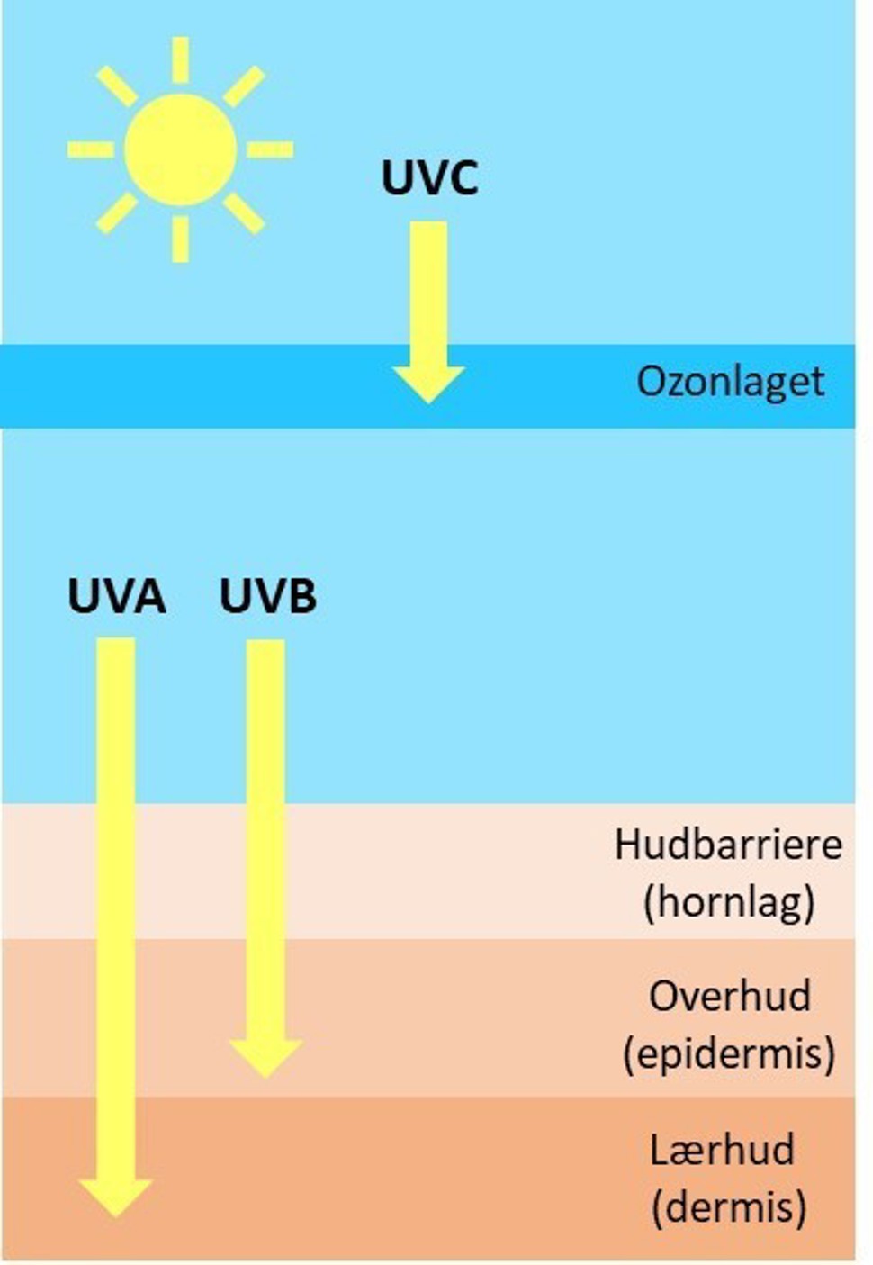 Ultrafiolette stråler, også kalt UV-lys, kommer hovedsakelig fra sola, men også fra enkelte kunstige lyskilder. Dette er lys som mennesker ikke kan se. Avhengig av strålenes bølgelengde deles de inn i tre grupper, UVA, UVB og UVC.
