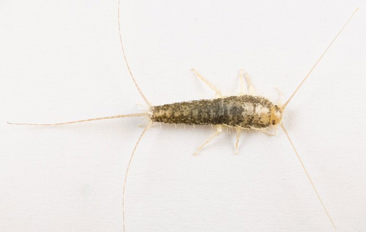 Examples of control of long-tailed silverfish with bait in