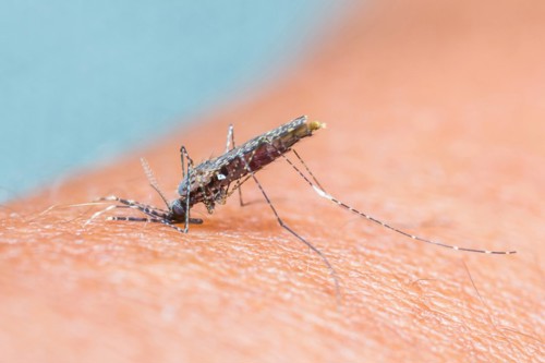 En slektning av culex-myggen som er bærer av vestnilvirus Colourbox.com